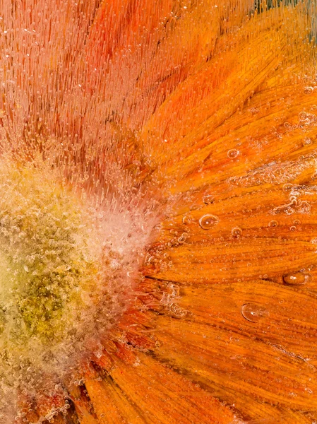 Belle fleur orange — Photo