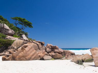 Seyşeller'beyaz mercan kum