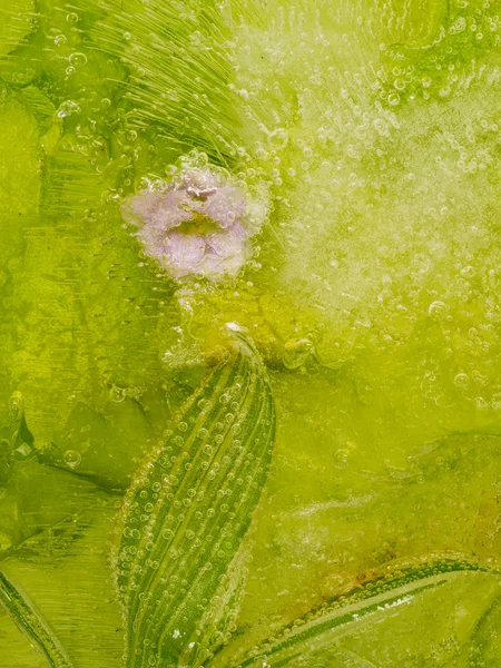Abstractizare verde din plante — Fotografie, imagine de stoc