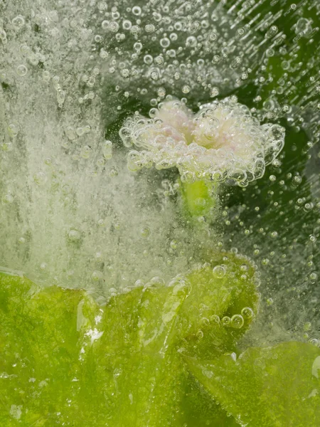 Flor rosa y burbujas — Foto de Stock