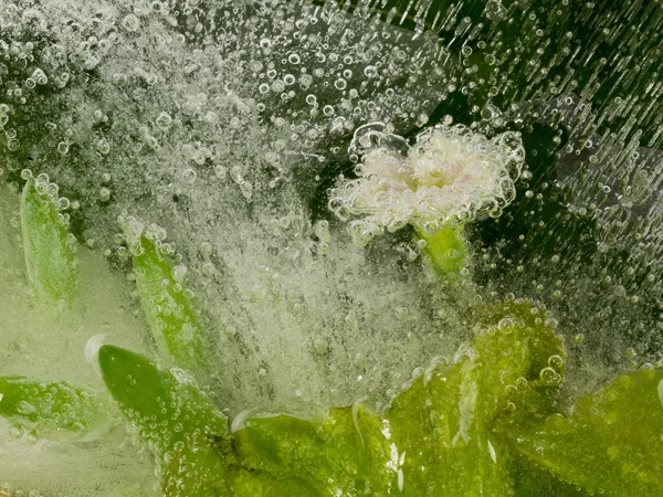 Bloem in het water en de bubbels — Stockfoto