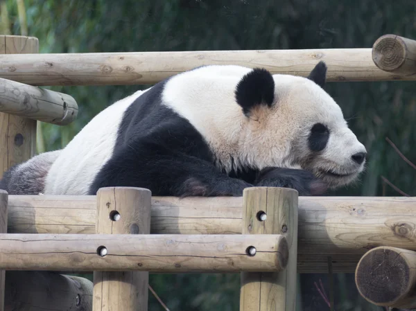 Panda descansando sobre estrutura de madeira — Fotografia de Stock