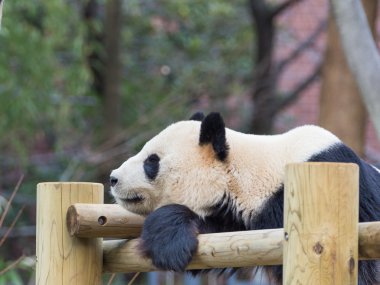 Akıllı tür panda