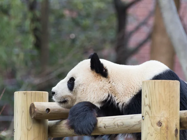 Panda. — Fotografia de Stock