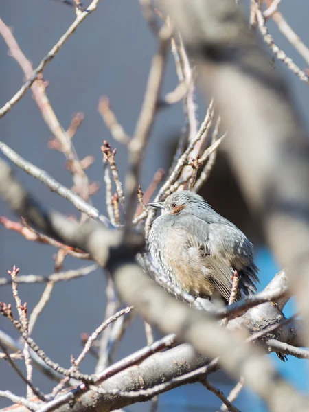 Little bird — Stock Photo, Image