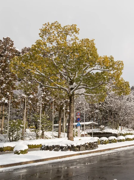 公园里的雪 — 图库照片