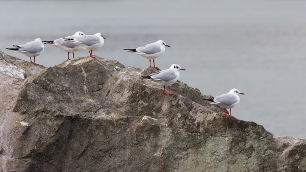 Gull on the stone — Stock Photo, Image