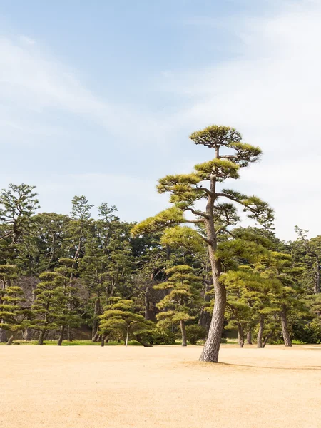 緑の松 — ストック写真