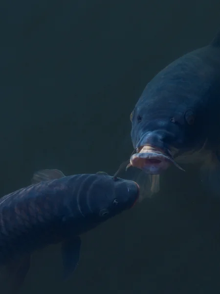 Two big black carp — Stock Photo, Image