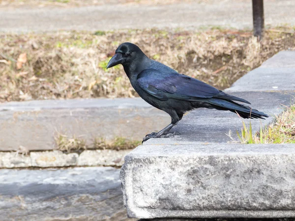 Black crow — Stock Photo, Image