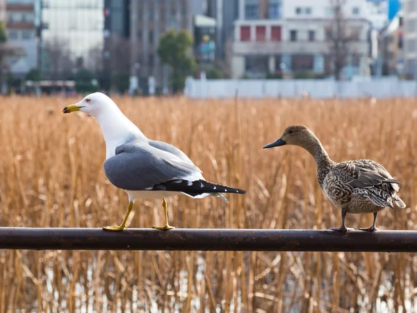 Pato e gaivota guindaste seus pescoços — Fotografia de Stock