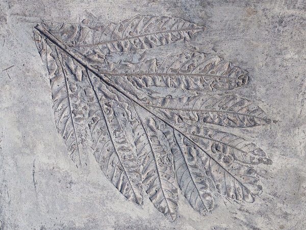 большой лист серого листа
