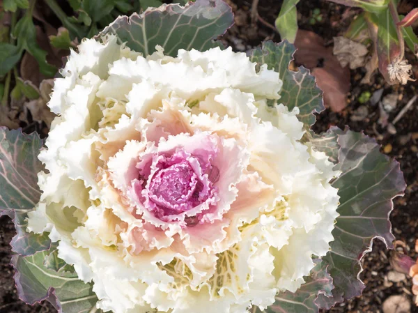 Ornamental cabbage — Stock Photo, Image