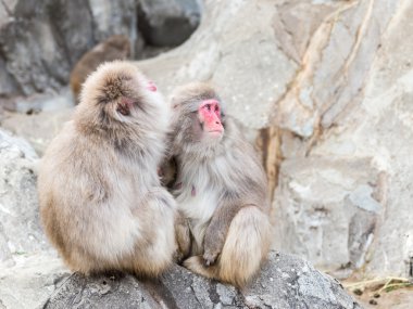 kayaların üzerinde oturan makak