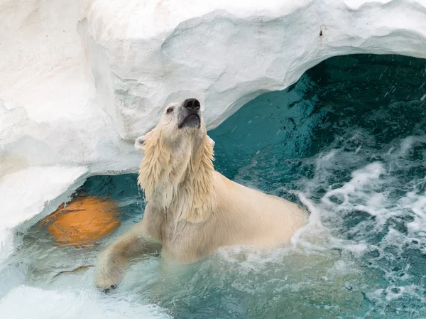 Urso polar grande bonito — Fotografia de Stock