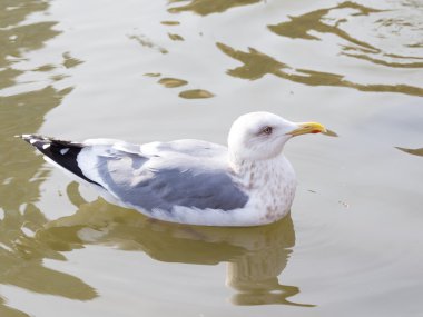 büyük martı uçar