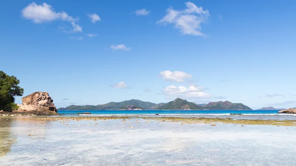 Passera di mare — Foto Stock