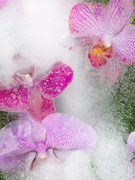 Hermosas orquídeas —  Fotos de Stock