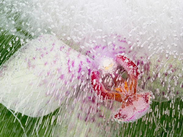 Orquídea bonita — Fotografia de Stock