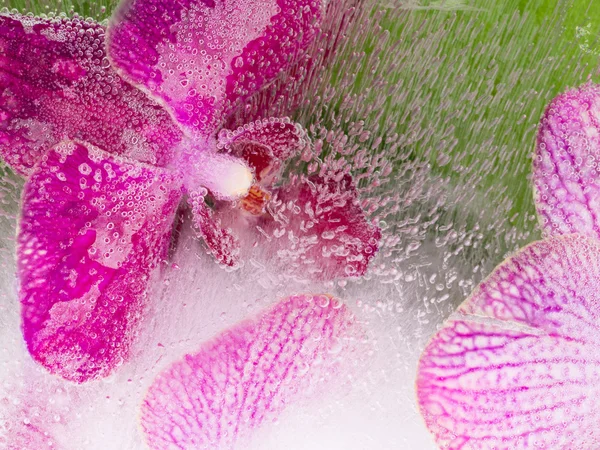 Purple orchid in water — Stock Photo, Image