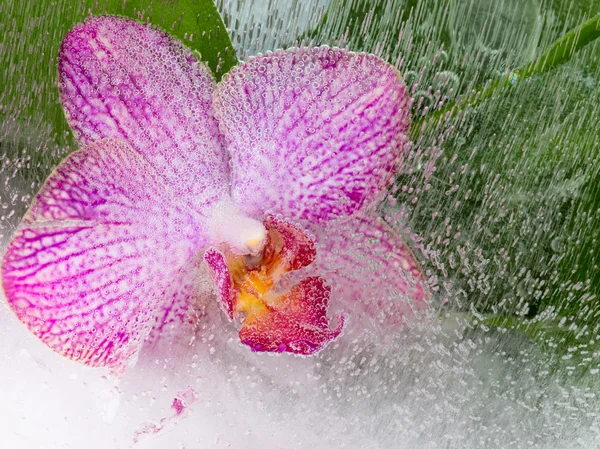 Delicada orquídea púrpura —  Fotos de Stock