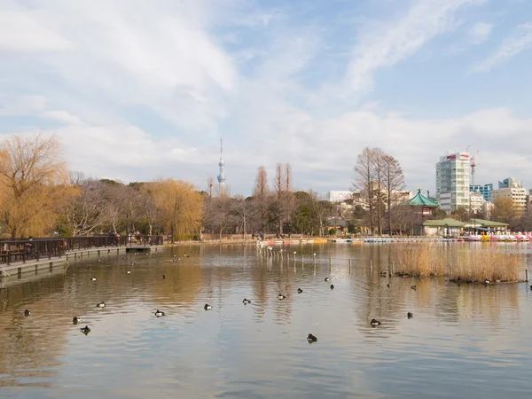 Lake with ducks — Stock Photo, Image