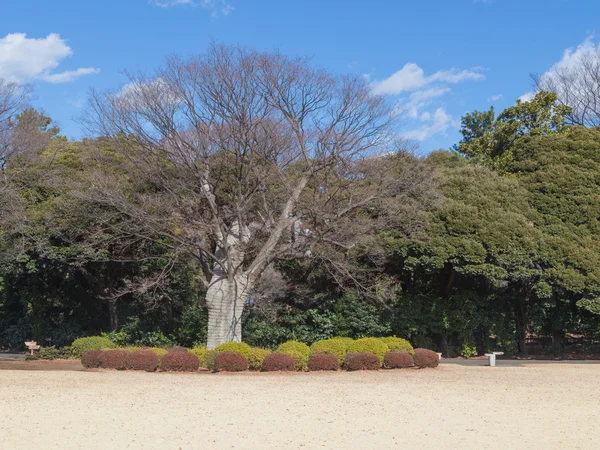 Albero avvolto per l'inverno — Foto Stock