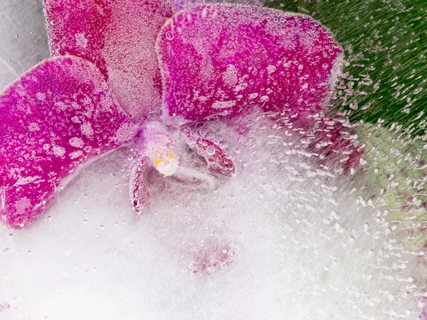 Яскрава фіолетова квітка орхідеї — стокове фото