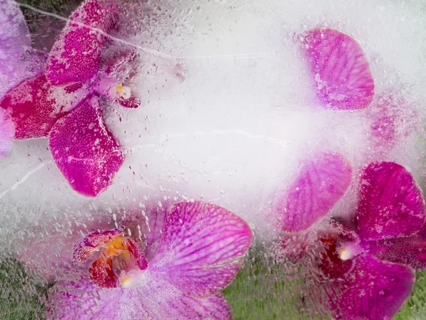 Flores de orquídea púrpura y rosa — Foto de Stock