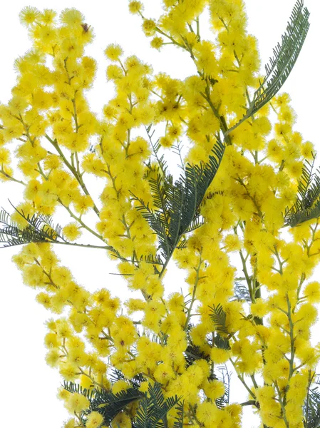 Puha illatos mimosa — Stock Fotó