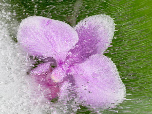 Güzel pembe orkide — Stok fotoğraf