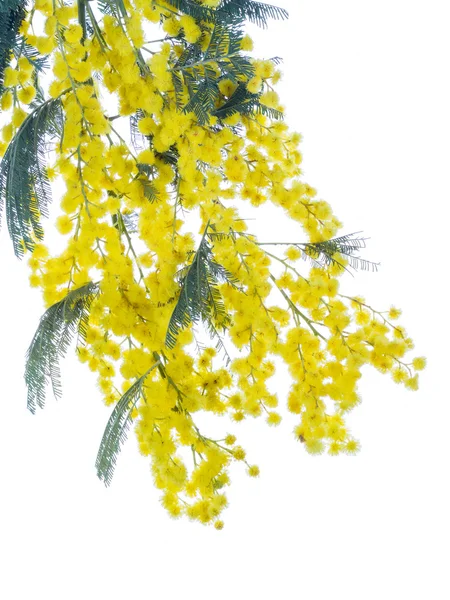 Pluizig mimosa — Stockfoto