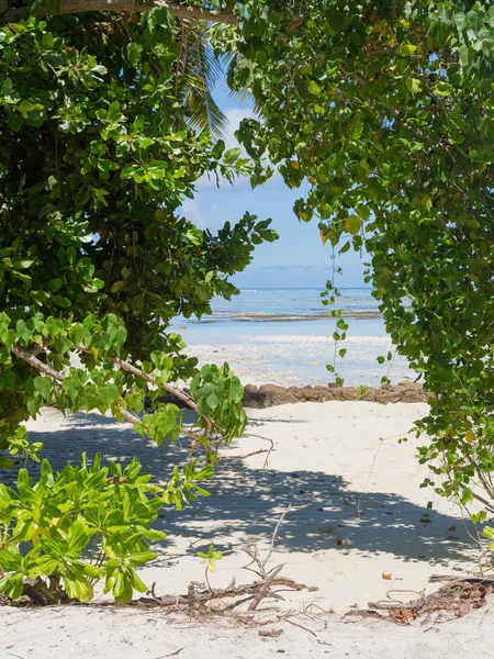 Vegetazione tropicale — Foto Stock