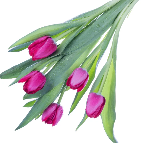 Piękny bukiet tulipanów różowy — Zdjęcie stockowe