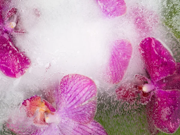 Абстракция фиолетовых орхидей — стоковое фото