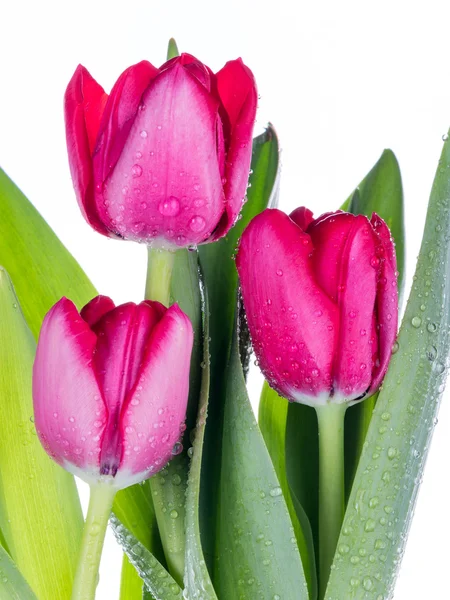 Bukiet różowych tulipanów — Zdjęcie stockowe