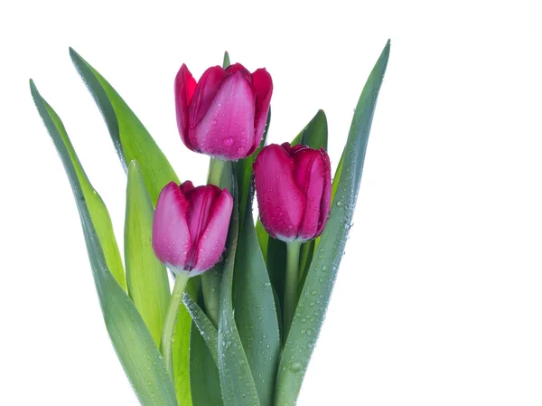 Delicado ramo de tulipanes — Foto de Stock