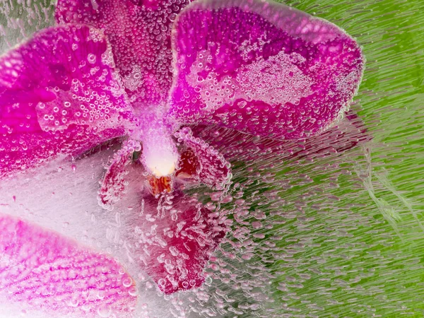 Abstraction of a purple orchid — Stock Photo, Image