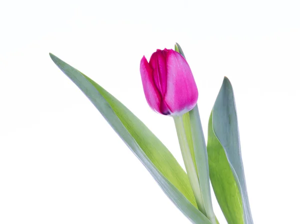 Rosa Tulpe — Stockfoto