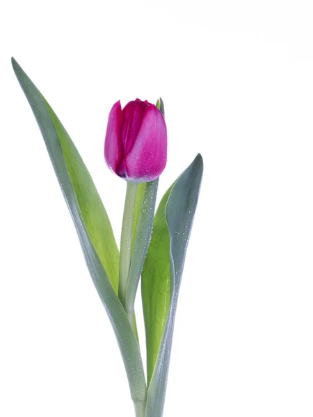 Delikatne tulipan różowy — Zdjęcie stockowe