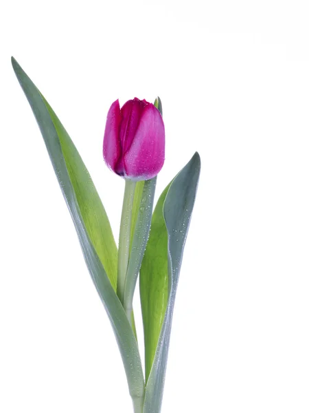 Zarte rosa Tulpe — Stockfoto