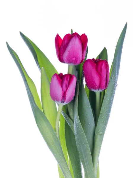 Tres tulipanes rosados — Foto de Stock