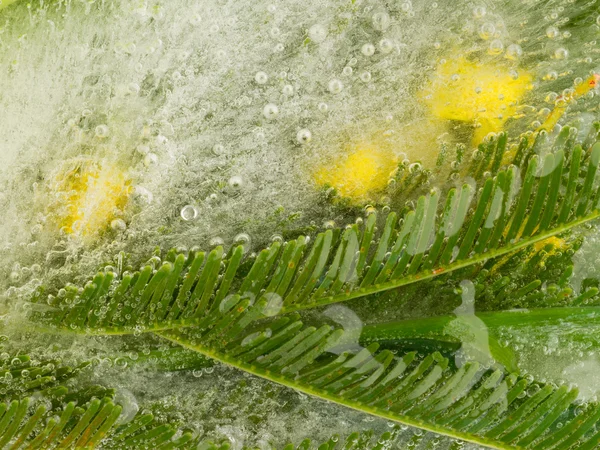 Mimosa in ice — Stock Photo, Image