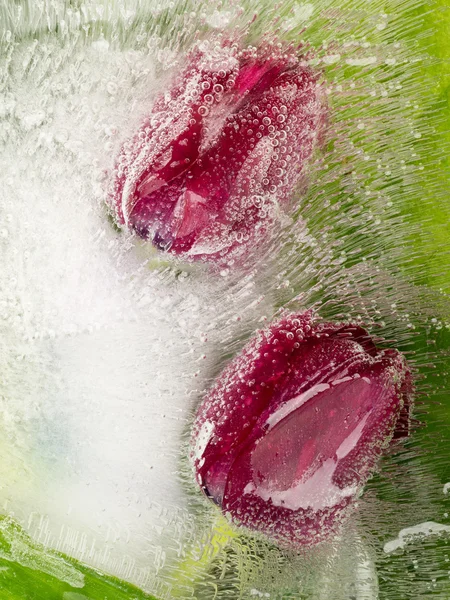 Red tulips in the ice — Stock Photo, Image