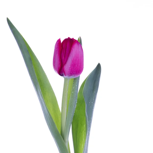 Flor de tulipán — Foto de Stock