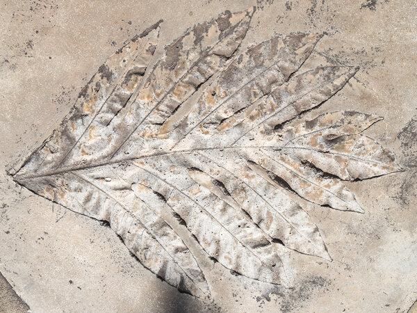 Лист растения
 