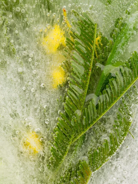 Mimosa amarela no gelo — Fotografia de Stock