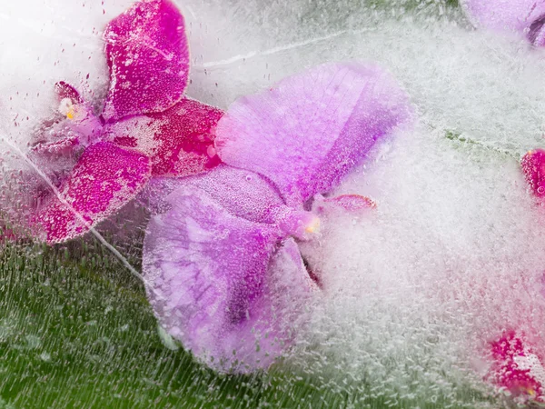 Bright abstraction with orchids