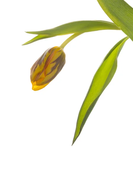 Tulpe auf weißem Hintergrund — Stockfoto