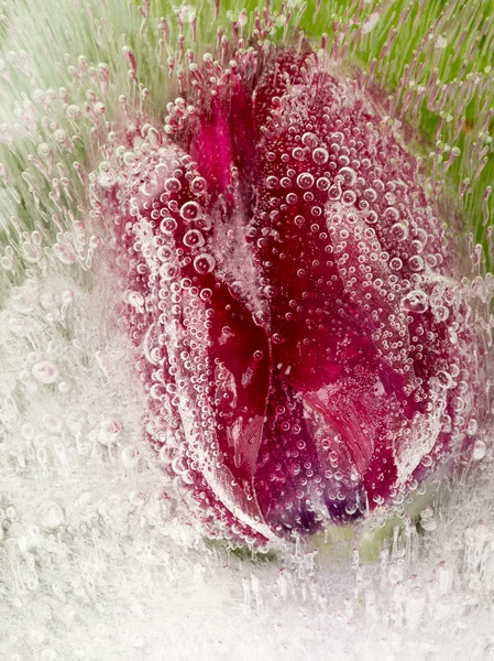 Delicate tulip in ice — Stock Photo, Image